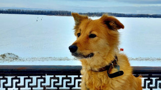 В Самарской области могут начать "маркировать" домашних животных