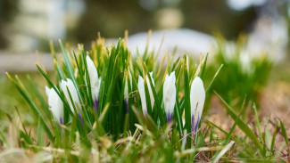 В Самарской области распустились первые подснежники