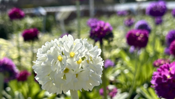 11 апреля самарцев ждет +16 °C, туман утром и дождь ночью