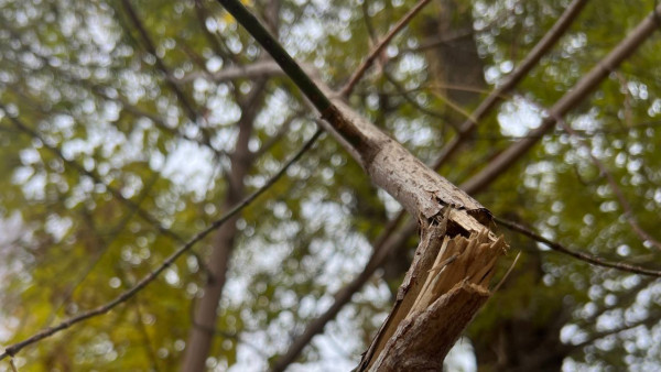 Сильный ветер будет бушевать в Самарской области 31 октября 2024