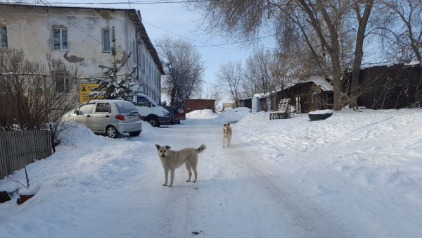 Владельцев агрессивных животных хотят привлечь к уголовной ответственности 