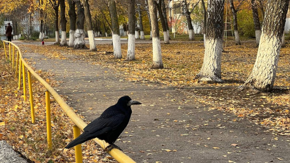 В Самарской области ударят первые заморозки 28 сентября