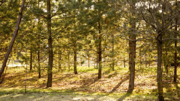 Народный календарь на 6 октября 2025: почему на Ираиду Спорную не стоит оставлять дом без порядка