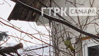В Самаре на просеке прилетел редкий краснокнижный зеленый дятел