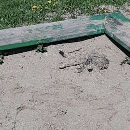 В Тольятти дети похоронили кошку прямо в песочнице. Или закопали заживо?