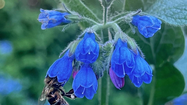Каждую пчелу Самарской области поставят на учёт