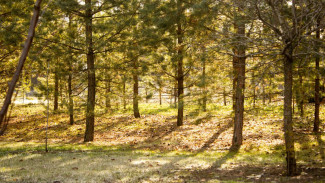 Зоолог рассказала, как поведение птиц меняет Самарскую область