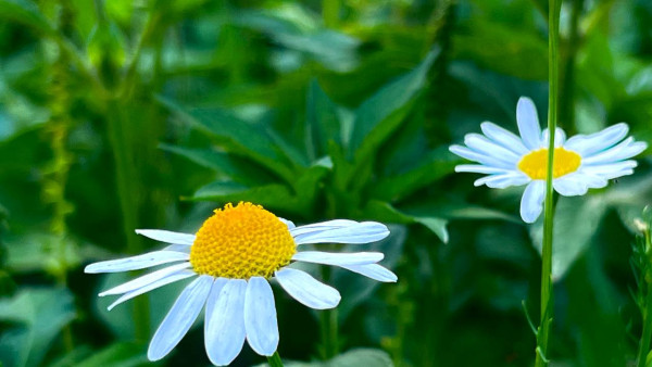 Самару 14 и 15 июля захлестнет волна аллергенной пыльцы