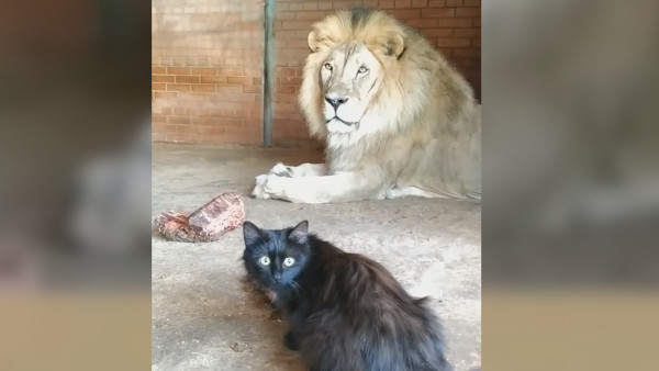 Видео: в Самаре лев из зоопарка закрутил роман с чёрной кошкой