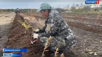 Самарцам рассказали, как первая промышленная плантация голубики в регионе перенесла зиму 