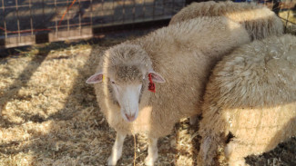 Народные приметы на 11 ноября: не делайте этого в день Анастасии Овечницы, иначе беды не избежать