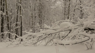 Народные приметы: Не делайте этого 17 января в день Зосима Пчельника, если не хотите лишиться радости и сил