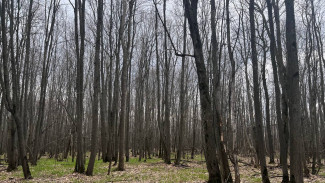 Самарский блогер рассказал, кто мог убить школьника в лесу в Студеном овраге