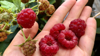 Народный календарь: 16 августа. Не делайте этого на Антона Малинника, чтобы не лишиться всех денег