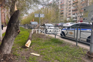 Ребенок погиб под упавшим деревом в Самаре 27 апреля 