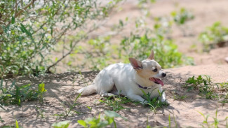 Евсеев день: народные приметы на 5 июля