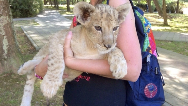 В Самарском зоопарке может появиться львёнок