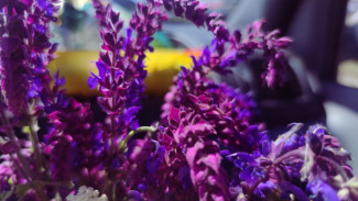 Самарских дачников ждут большие штрафы за выращивание опасных растений