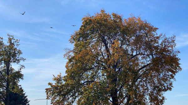 В Самару в начале октября вернется бабье лето