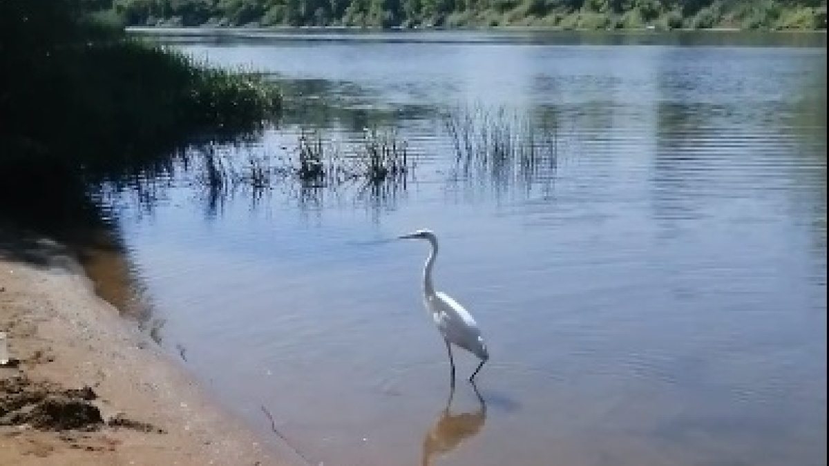 В Самарской области на пляже была замечена цапля – Новости Самары и  Самарской области – ГТРК Самара