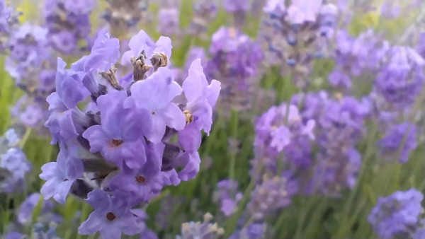 В Самаре начался сезон цветения лаванды