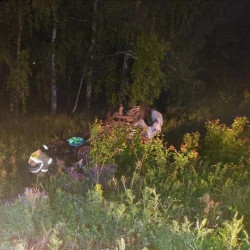 Две женщины погибли в ДТП с косулей под Самарой 