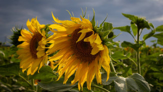 12 августа — Международный день подсолнуха