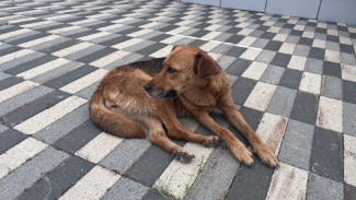 А.Бастрыкин взял на контроль дело о нападении бродячей собаки на ребенка