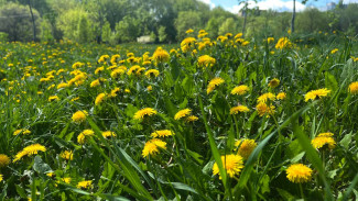 В Самарскую область придет плюс 23 °C