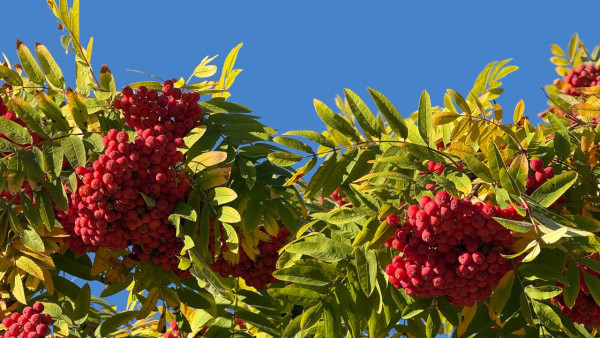 Самарцам рассказали какая погода их ждет в первые выходные октября