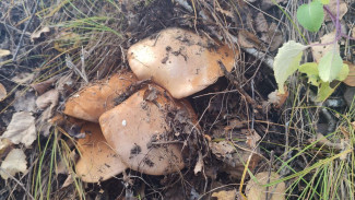 Свинушки атакуют самарские леса: можно ли их есть?