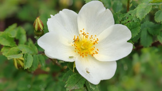 +30°С: Жара придет в Самару в конце мая 