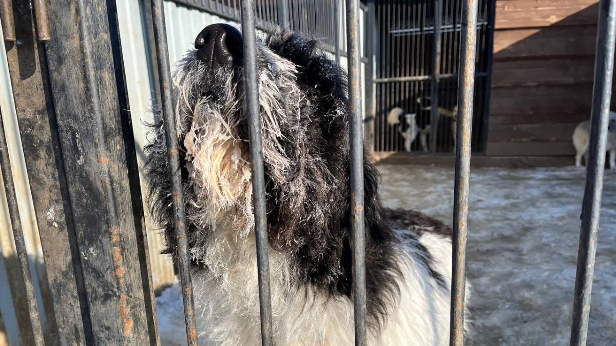 Выставка собак серебряный иней 2022. Выставка собак владивосток 2021. Выставка собак в перми 2022 пермская ярмарка. Большие выставочные собаки. Сас чф (рфсс выставка.