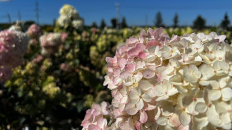 Сады самарчан смогут пополниться редкими растениями