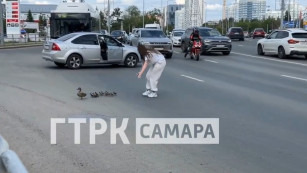 Утиная драма на Ново-Садовой в Самаре: как девушка спасла утиное семейство