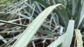 Народный календарь 19 июля. Не говорите этого в Сысоев день, чтобы не нажить проблем