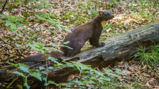 Самарскому охотнику на куниц вынесли приговор