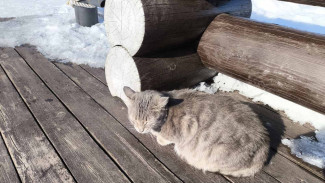 Тёплый фальстарт: синоптики рассказали, когда в Самару вернутся морозы и снегопады