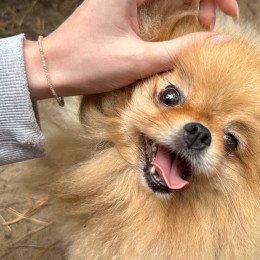 День домашних животных в России 11 апреля: поздравьте своих хвостатых и усатых друзей