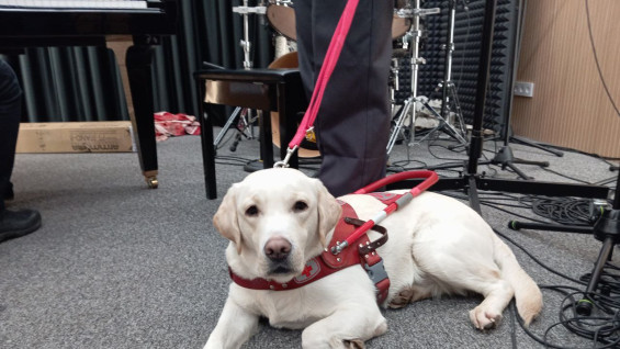 Пес-студент из Самары признан лучшей собакой-поводырем в России