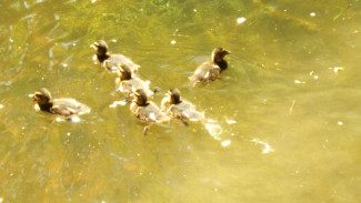 +32°C: В Самарской области в конце мая наступит климатическое лето