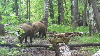 Семья кабанчиков попала в видеоловушку на территории Жигулевского заповедника