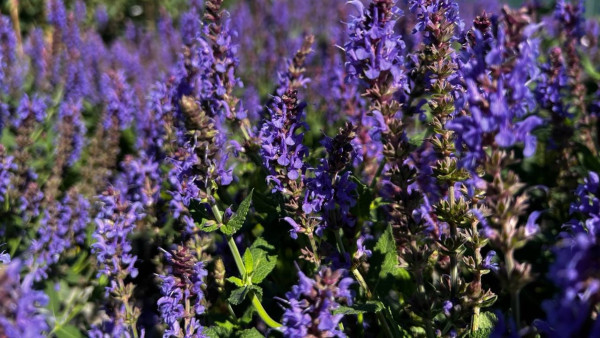 Садовый эксперт Вера Глухова поделилась слагаемыми хорошей зимовки растений 