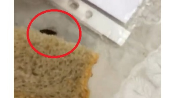 Самарский Минздрав прокомментировал видео с тараканами в детской еде санатория «Юность»