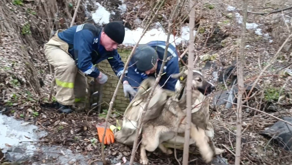Угодили в могилу: в Самарской области попала на видео спасательная операция