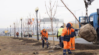В Самаре высадили более 100 каштанов вдоль Московского шоссе и улицы Ново-Садовой