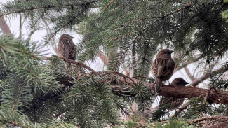 В Самарской области грядут температурные аномалии