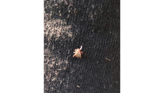 Грибники предупреждают: в лесах Самарской области проснулись кровососы