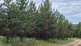 В Самаре всем экстренно запретили ходить в лес