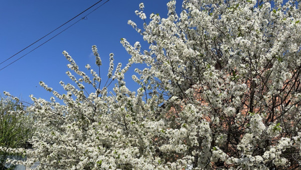 Тля атакует самарских дачников: как защитить урожай 2025